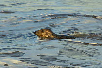 Grey seal (Halichoerus grypus) swimming near shore, Norfolk, UK, January.