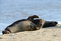 Adult Grey seal (Halichoerus grypus) waving a flipper while lying in a colony resting on a sandy beach, Norfolk, UK, January.