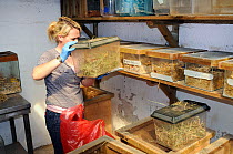 Linda Rennie inspecting a tank containing Harvest mice (Micromys minutus), part of a population being reared in captivity ahead of a reintroduction, Lifton, Devon, UK, May. Model released.