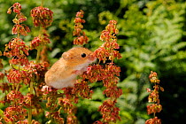 Captive-reared Harvest mouse (Micromys minutus) just after release among seedheads of Common sorrel / Sour Dock (Rumex acetosa), a favoured food source, on a heathland reserve, Kilkhampton Common, Cornwall, UK,June.