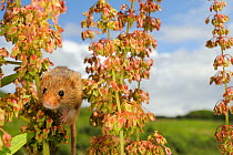 Captive-reared Harvest mouse (Micromys minutus) just after release among seedheads of Common sorrel / Sour Dock (Rumex acetosa), a favoured food source, on a heathland reserve, Kilkhampton Common, Cor...