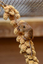 Young Harvest mouse (Micromys minutus) feeding on a Millet seed spray within a breeding cage, being reared for a reintroduction project, Lifton, Devon, UK, May.