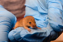 Young Harvest mouse (Micromys minutus), one of a population being reared in captivity ahead of a reintroduction, held in a gloved hand, Lifton, Devon, UK, May. Model released.