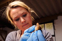 Linda Rennie sexing an adult Harvest mouse (Micromys minutus), one of a population being reared in captivity ahead of a reintroduction, Lifton, Devon, UK, May. Model released.