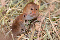Juvenile and adult Harvest mouse (Micromys minutus) foraging on millet from a seed spray within a breeding cage, being reared for a reintroduction project, Lifton, Devon, UK, May.
