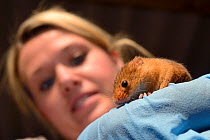 Linda Rennie holding an adult Harvest mouse (Micromys minutus), one of a population being reared in captivity ahead of a reintroduction, Lifton, Devon, UK, May. Model released.