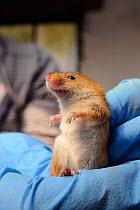 Adult Harvest mouse (Micromys minutus), one of a population being reared in captivity ahead of a reintroduction, held in a gloved hand, Lifton, Devon, UK, May. Model released.
