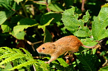 Captive-reared Harvest mouse (Micromys minutus) just released onto Brambles and Bracken on a heathland reserve, Kilkhampton Common, Cornwall, UK, June.