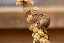 Harvest mouse (Micromys minutus) foraging on a Millet seed spray within a breeding cage, being reared for a reintroduction project, Lifton, Devon, UK, May.