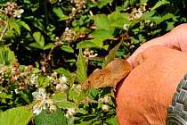 Captive-reared Harvest mouse (Micromys minutus) being released onto a Bramble bush (Rubus plicatus) on a heathland reserve, Kilkhampton Common, Cornwall, UK, June. Model released.