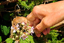 Captive-reared Harvest mouse (Micromys minutus) being released onto a Bramble bush (Rubus plicatus) on a heathland reserve, Kilkhampton Common, Cornwall, UK, June. Model released.