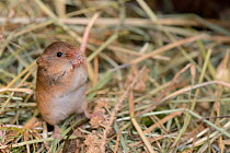 Harvest mouse (Micromys minutus) standing as it dehusks and feeds on millet from a seed spray within a breeding cage, being reared for a reintroduction project, Lifton, Devon, UK, May.