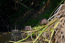 Water Vole (Arvicola terrestris) chasing off an intruder from its territory on the margins of a small lake, Cornwall, UK, June.
