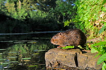 Wide angle remote camera view of a water vole (Arvicola terrestris) standing on a rock in its territory at the margin of small lake, Cornwall, UK, June.