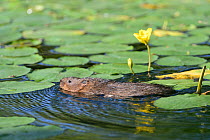 Water Vole (Arvicola terrestris) foraging for Yellow water lily leaves (Nuphar lutea) among flowering lily pads in a small lake, Cornwall, UK, June.