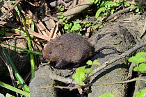 Water Vole (Arvicola terrestris) visiting a latrine on a tree root bordering a pond, Cornwall, UK, May.