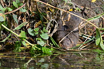 Female Water Vole (Arvicola terrestris) entering a stream with a mouthful of grasses to take to its nest burrow, UK, June.