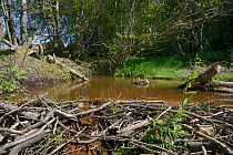 Dam of cut and gnawed branches built by Eurasian beavers (Castor fiber) to dam a stream, creating a pond within a large wet woodland enclosure, Devon, UK, June.