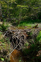 Dam of cut and gnawed branches built by Eurasian beavers (Castor fiber) to dam a stream, creating a pond within a large wet woodland enclosure, Devon, UK, June.