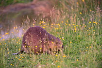 Eurasian beaver (Castor fiber) adult grazing grass among Buttercups (Ranunculus acris) on the margin of a marshland pond within a large enclosure after sunset, Devon, UK, June.