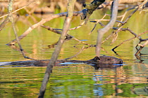 Eurasian beaver (Castor fiber) adult swimming among felled trees in a pond created by a beaver family damming a stream in a large woodland enclosure, active just before sunset in midsummer, Devon, UK,...