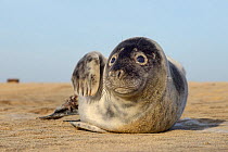 Low angle view of a Grey seal pup (Halichoerus grypus) lying on a sandy beach and raising a flipper, Norfolk, UK, January.