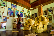Camp Leakey information centre, with Orangutan (Pongo pygmaeus) and a human skull next to each other, Tanjung Puting National Park, Borneo-Kalimatan, Indonesia.