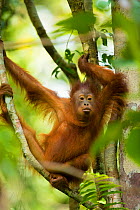 Young Bornean orangutan (Pongo pygmaeus) in trees Tanjung Puting National Park, Borneo-Kalimatan, Indonesia, endangered species.