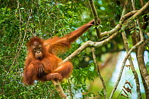 Bornean orangutan (Pongo pygmaeus) baby in tree,  Tanjung Puting National Park, Borneo-Kalimatan, Indonesia, endangered species.