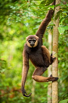 Agile Gibbon (Hylobates agilis) in Tanjung Puting National Park, Borneo-Kalimatan, Indonesia.