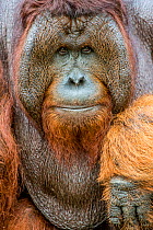 Tom, the dominant male Bornean orangutan (Pongo pygmaeus) at Leakey Camp, Tanjung Puting National Park, Borneo-Kalimatan, Indonesia, endangered species.