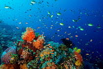Coral reef with a variety of corals, sponges, echinoderms and fish, Komodo National Park, Indonesia.