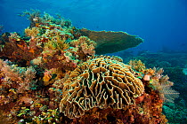 Mixture of corals on coral reef, Komodo National Park, Indonesia.