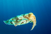 Broadclub cuttlefish (Sepia latimanus). Komodo National Park, Indonesia.