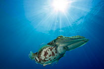 Broadclub cuttlefish (Sepia latimanus) Komodo National Park, Indonesia.