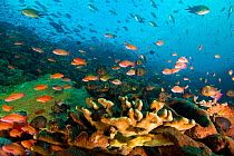 Coral reef with variety of corals, sponges, echinoderms and fish, Komodo National Park, Indonesia.