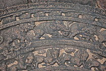 Elephants and Horses carved into moon-stone or 'Sandakada pahana' (a semi-circular stone slab placed at entrances) Polonnaruwa, Sri Lanka.