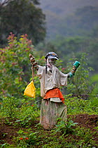 Scarecrow in tea plantation, The Knuckles range, Sri Lanka.