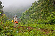 Scarecrow in tea plantation, The Knuckles range, Sri Lanka.