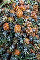 Pineapples for sale at market, Pettah, Colombo, Sri Lanka.