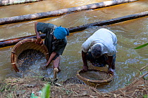 Miners panning for gemstones, Ratnapura, Sri Lanka, December 2012.