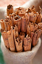 Cinnamon sticks (Cinnamomum verum) Sri Lanka.