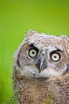 Great horned owl (Bubo virginianus) chick. Captive bred, occurs in the Americas.