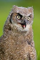 Great horned owl (Bubo virginianus) chick. Captive bred, occurs in the Americas.