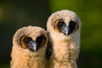 Brown wood owl (Strix leptogrammica) chicks. Captive bred, occurs in South Asia.