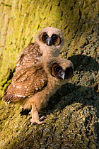 Brown wood owl (Strix leptogrammica) chicks on tree trunk. Captive bred, occurs in South Asia.