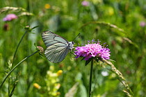 Black-veined white butterfly (Aporia crataegi) on Field Scabious (Knautia arvensis) flower, France, July.