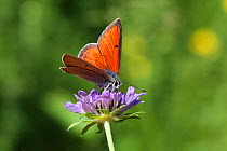 Purple-edged copper butterfly (Lycaena hippothoe) on Field scabious (Knautia arvensis) flower, France, July.