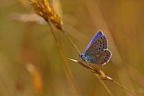 Common blue butterfly (Polyommatus icarus) male. Surrey, England, August.