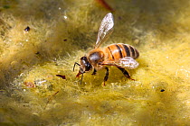 Honey bee (Apis mellifera) worker drinking from algae-covered pond. Surrey, England, August.
